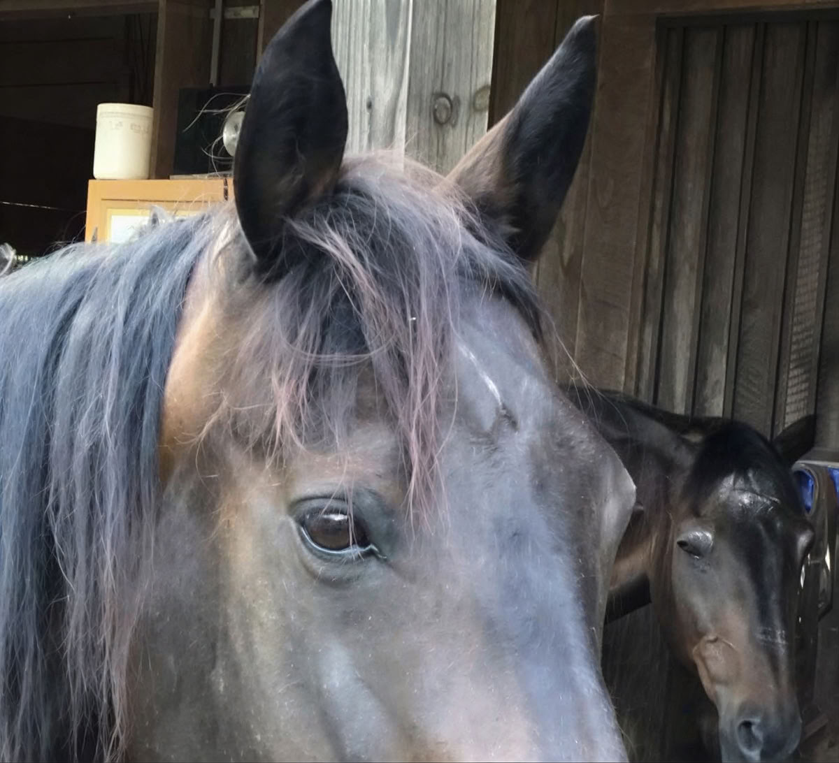 Horse Harmony: Un ritiro di 3 giorni per l’equilibrio e il benessere delle donne