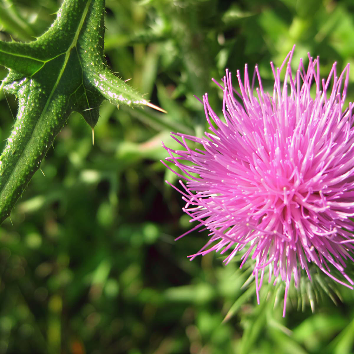 Ritiro del sabato con opzione weekend