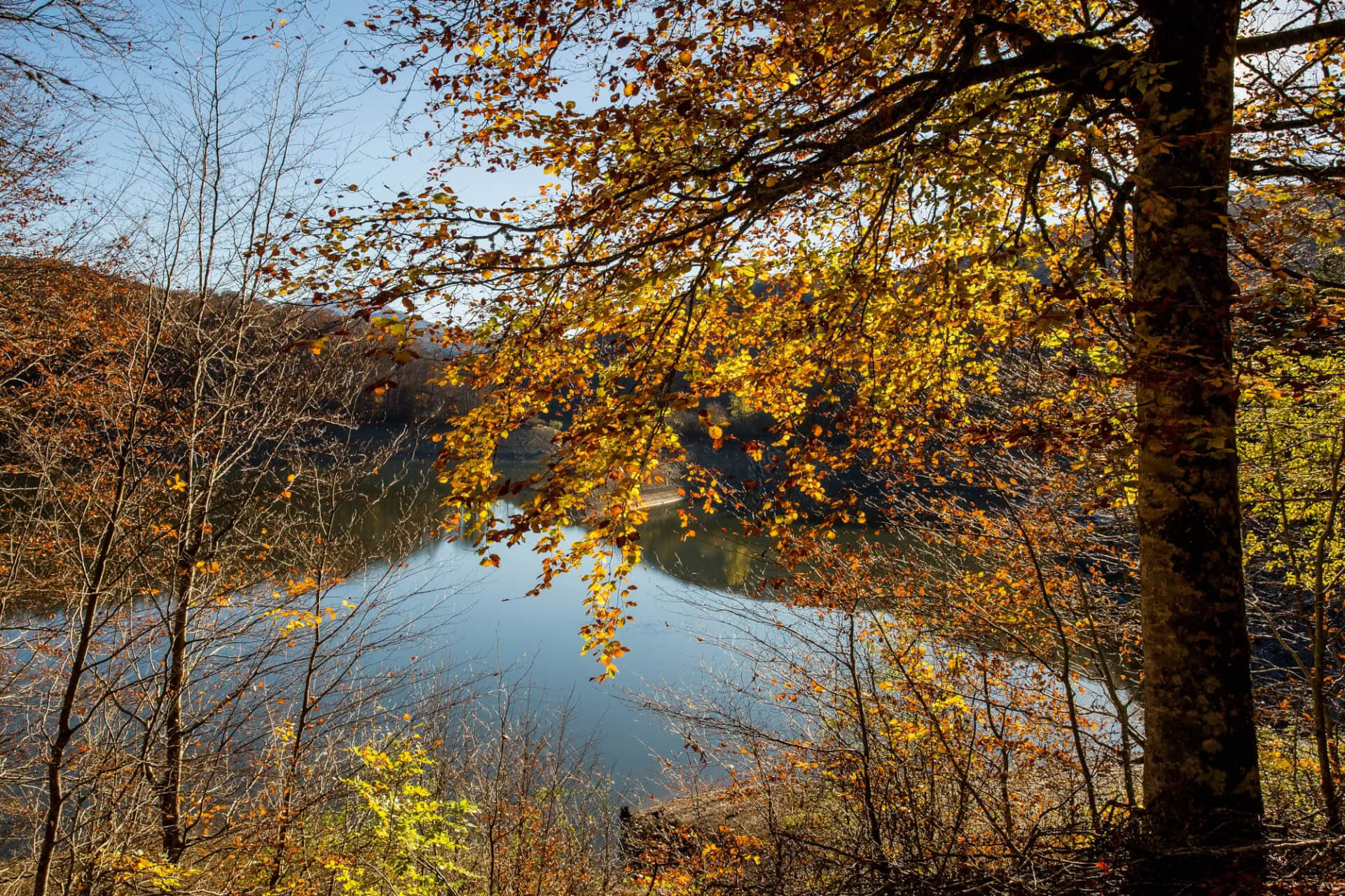 Bagno di foresta (Shinrin Yoku) e ritiro di yoga