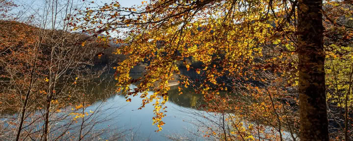 Bagno di foresta (Shinrin Yoku) e ritiro di yoga
