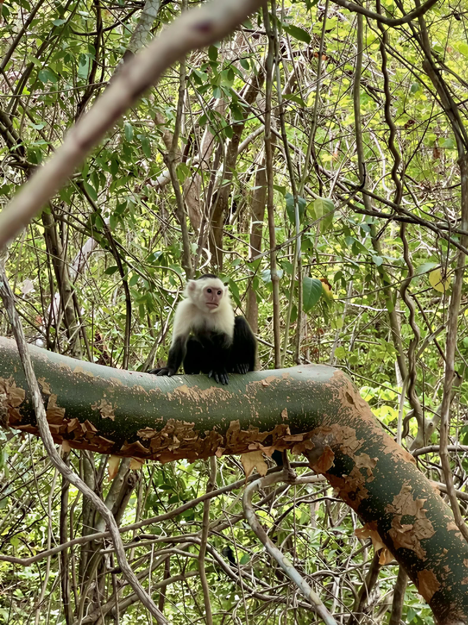 Ritiro avventura nello spazio della natura - Costa Rica