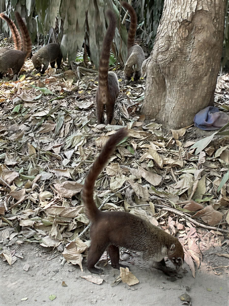 Ritiro avventura nello spazio della natura - Costa Rica