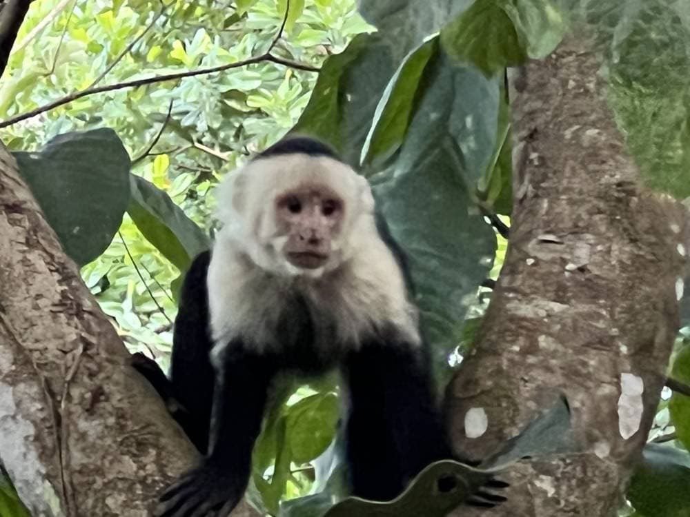 Ritiro Spirituale di Ayahuasca in Costa Rica