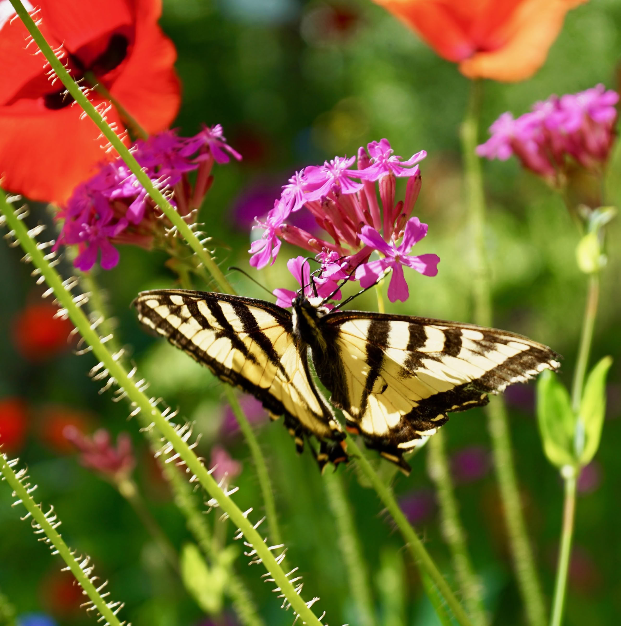 Ritiro di Yoga e Natura con Jacqui Fownes