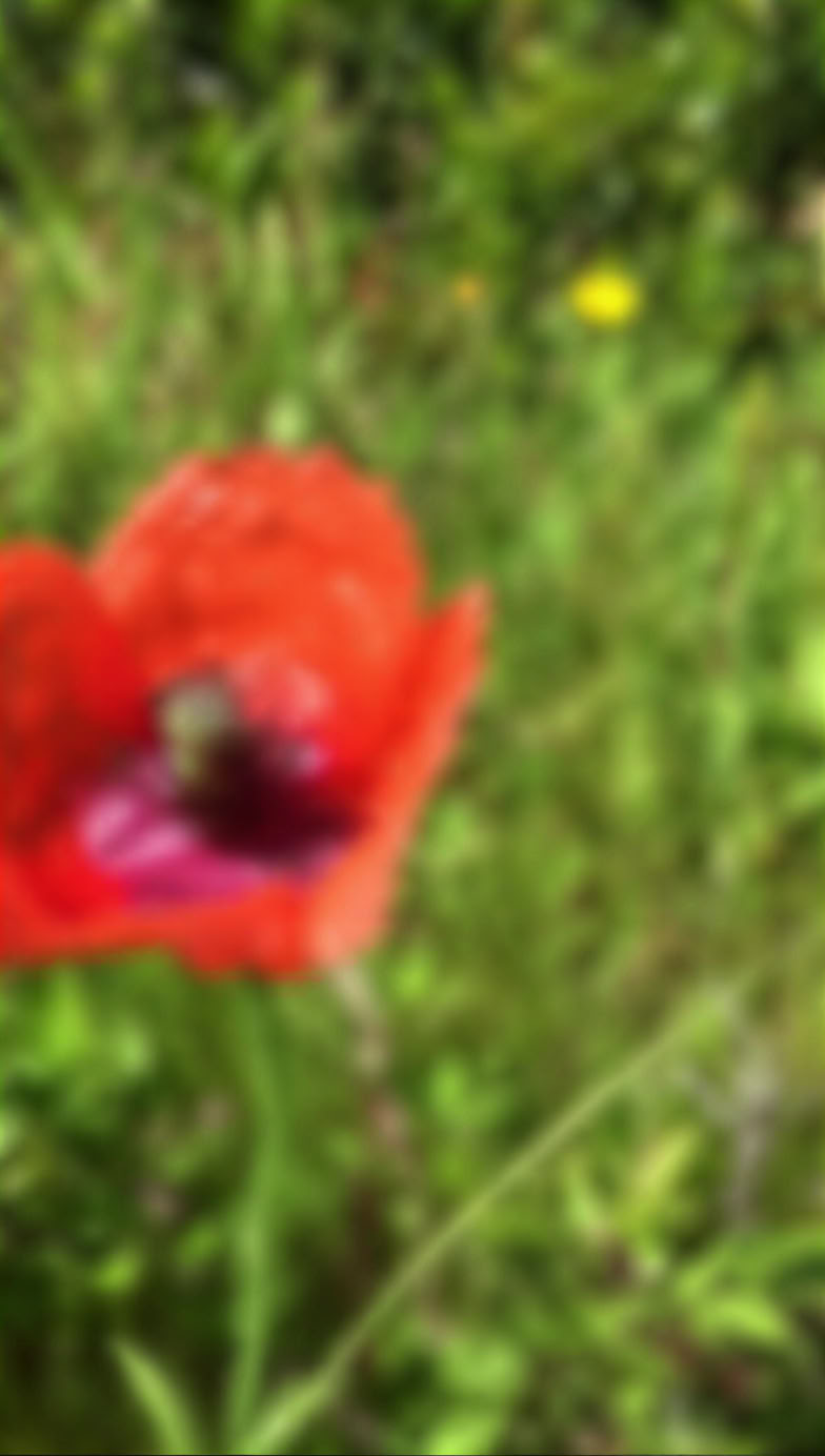 Residenza artistica di 7-28 giorni
