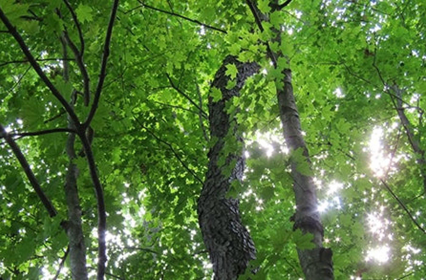 Certificazione di Guida Outdoor Consapevole, Livello 1 Comunità Forestale
