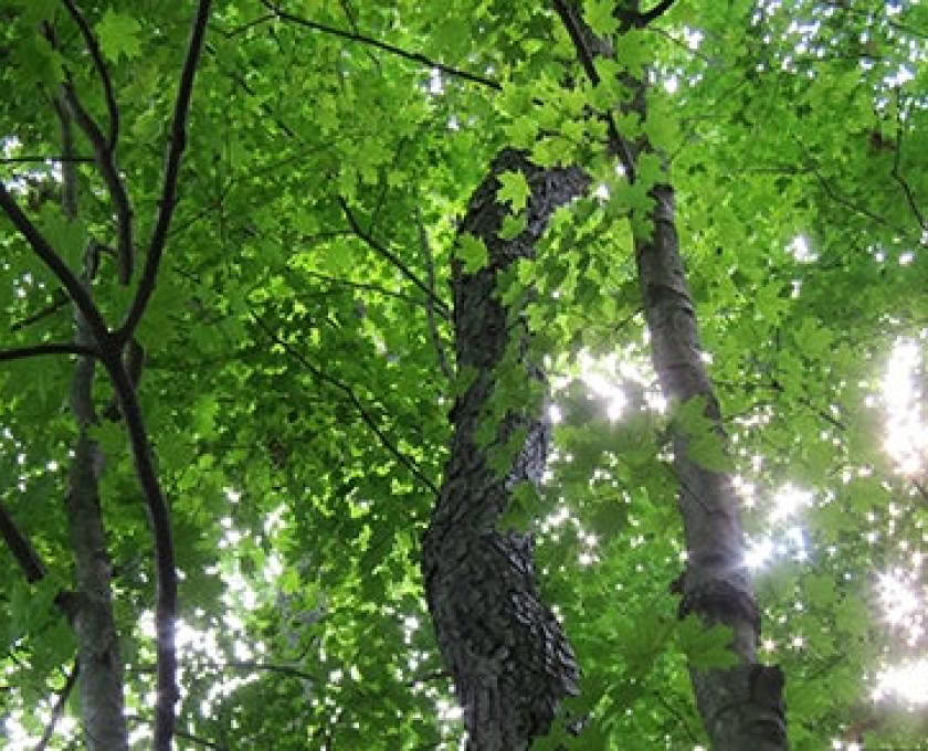 Certificazione di guida outdoor consapevole, livello 2: in armonia con la natura