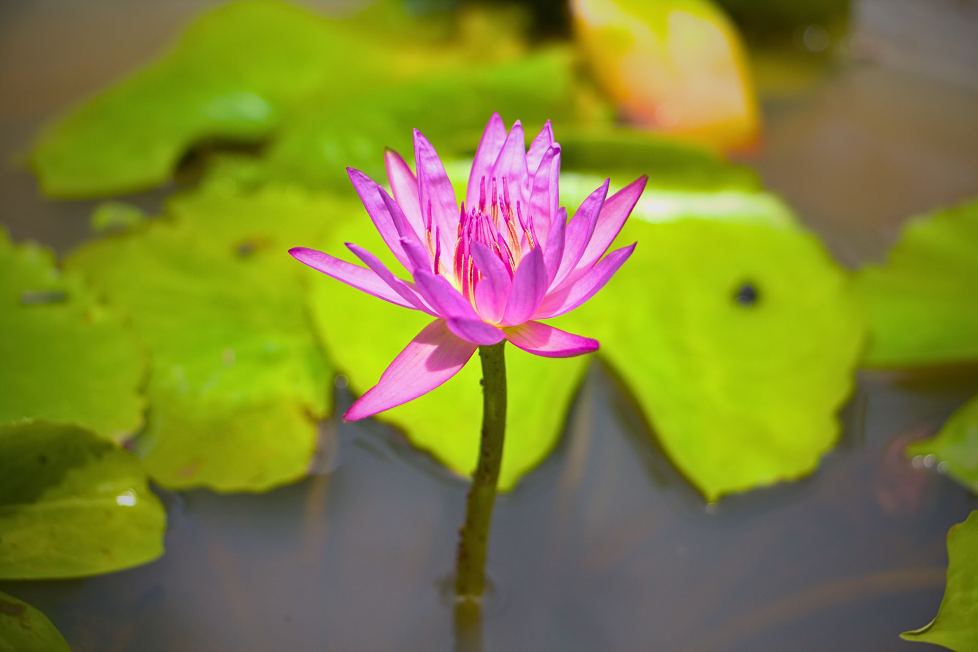 Ritiro di 7 giorni per il reset del sistema nervoso, yoga e meditazione, Sri Lanka
