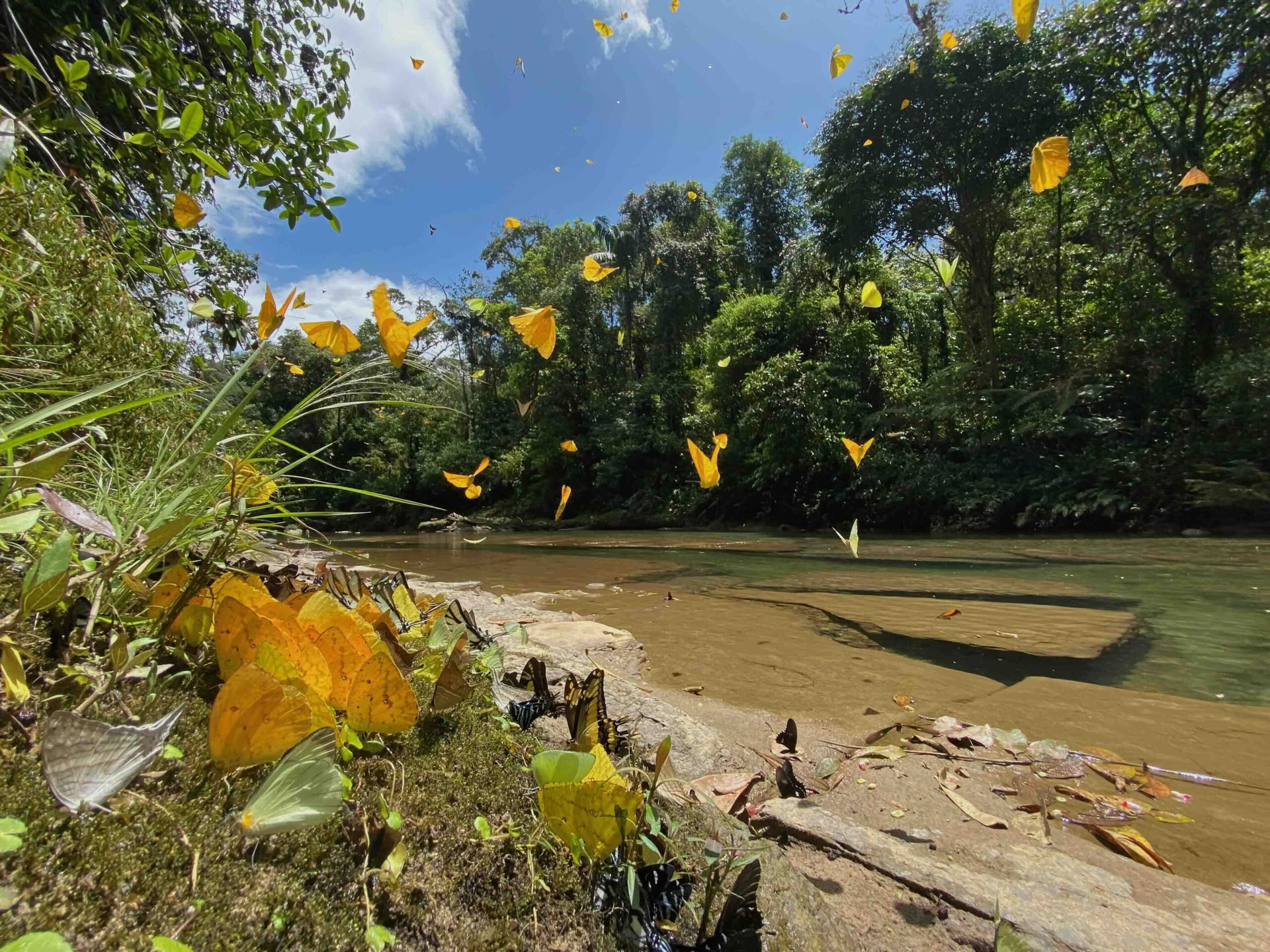 20-29 novembre 2026 Natura selvaggia di Napo-Galeras, Amazzonia ecuadoriana