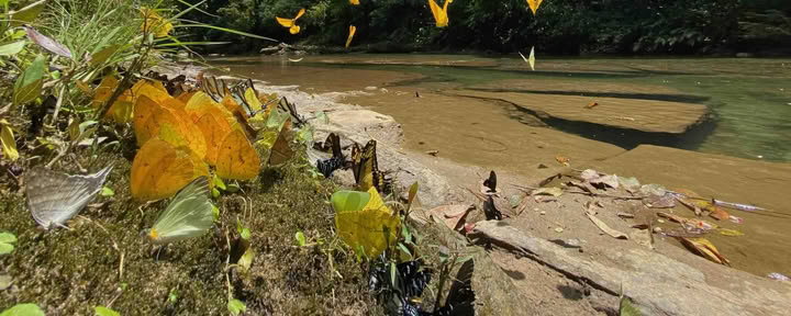 20-29 novembre 2026 Natura selvaggia di Napo-Galeras, Amazzonia ecuadoriana