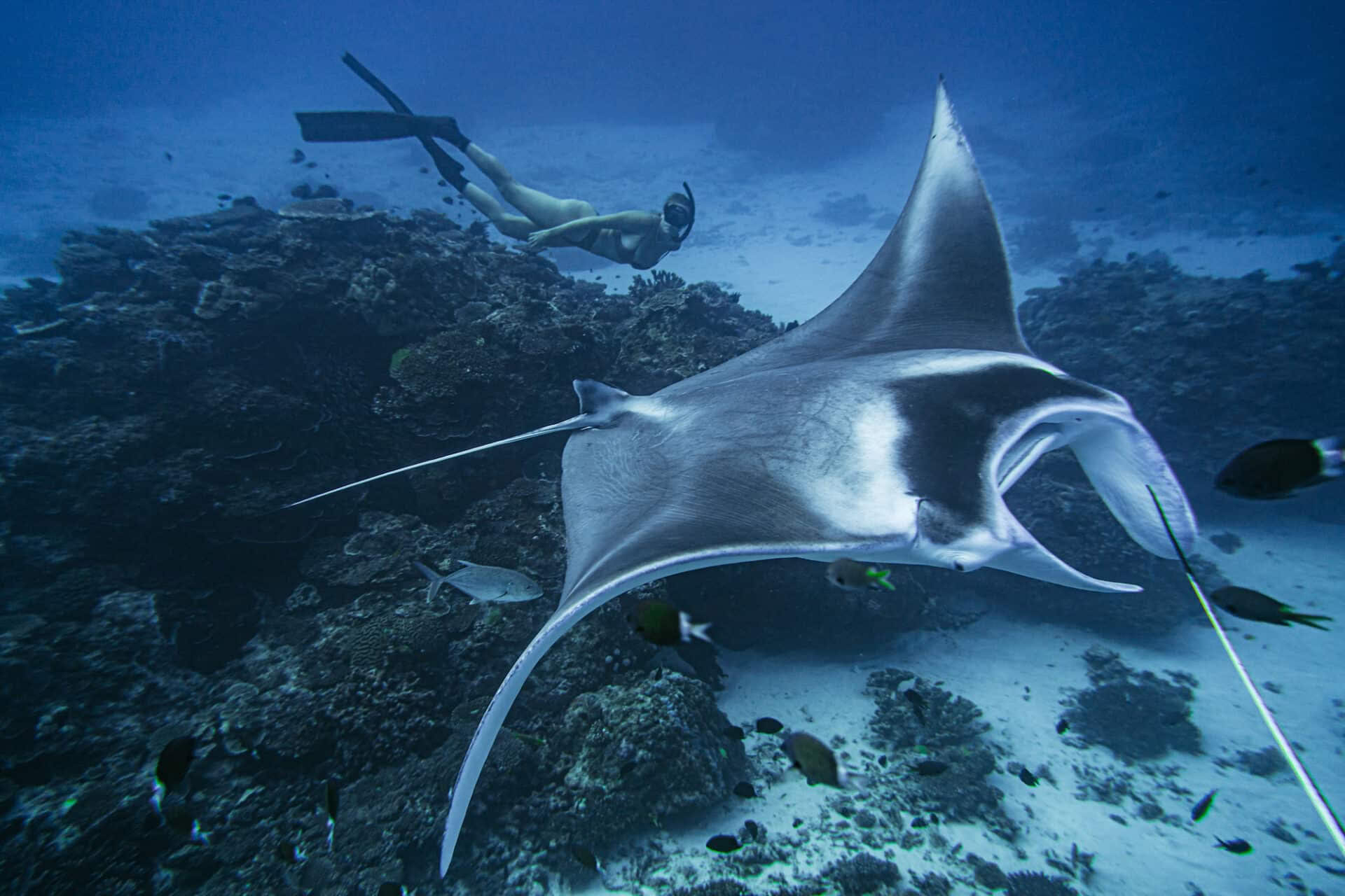 Istruttori di apnea e breathless solo a Lady Elliot Island
