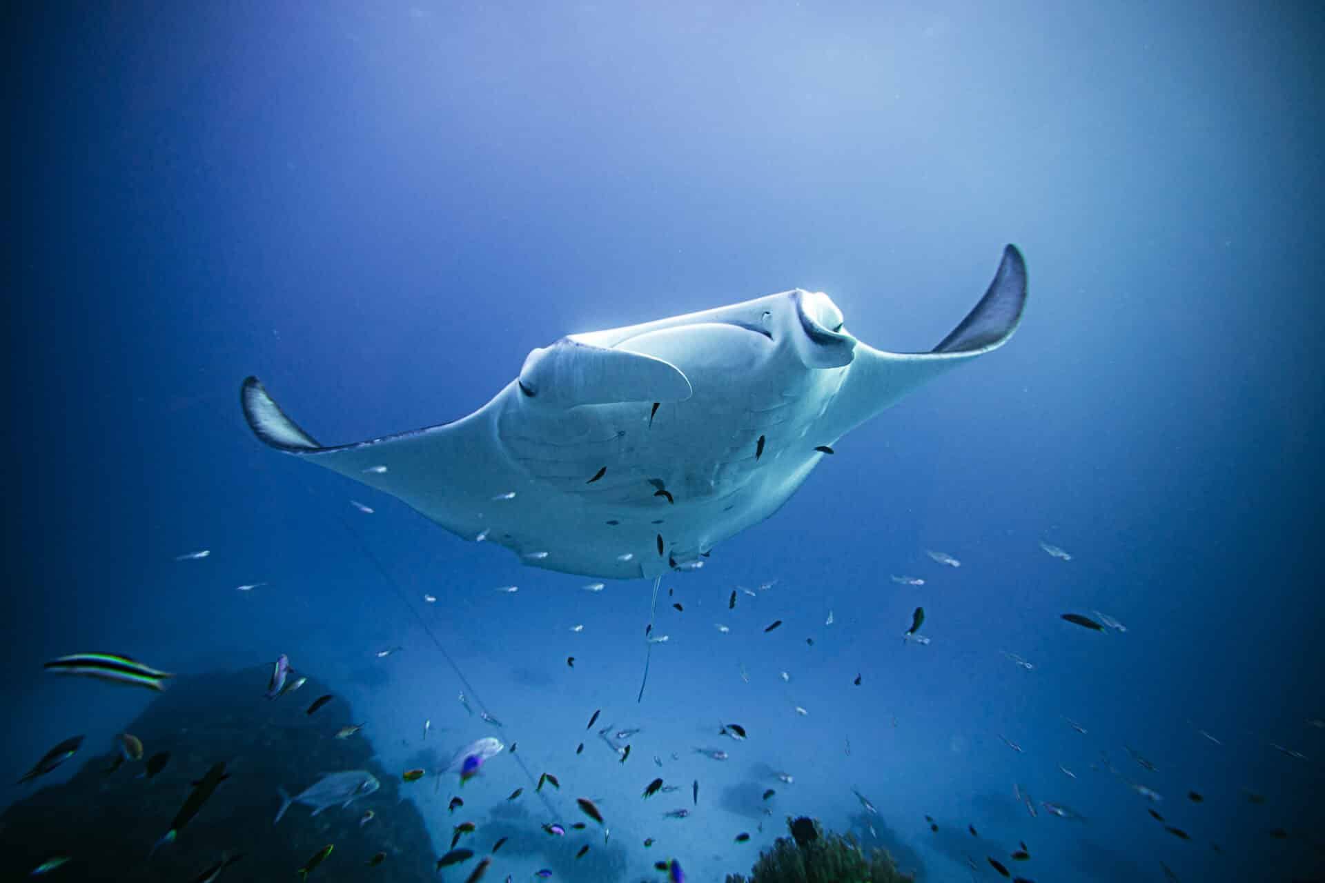 Immersione in apnea a Lady Elliot Island e solo su invito
