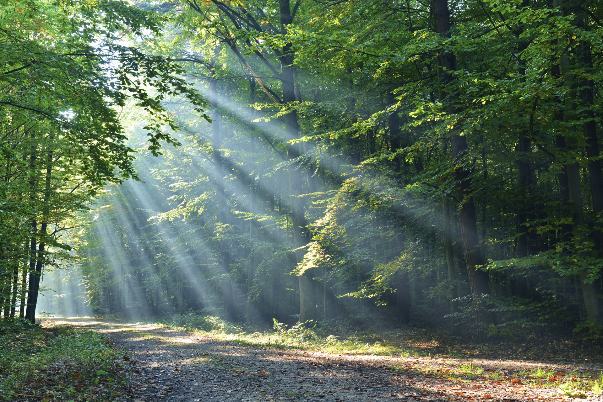 Esperienza di Mindfulness nella Foresta 🌳