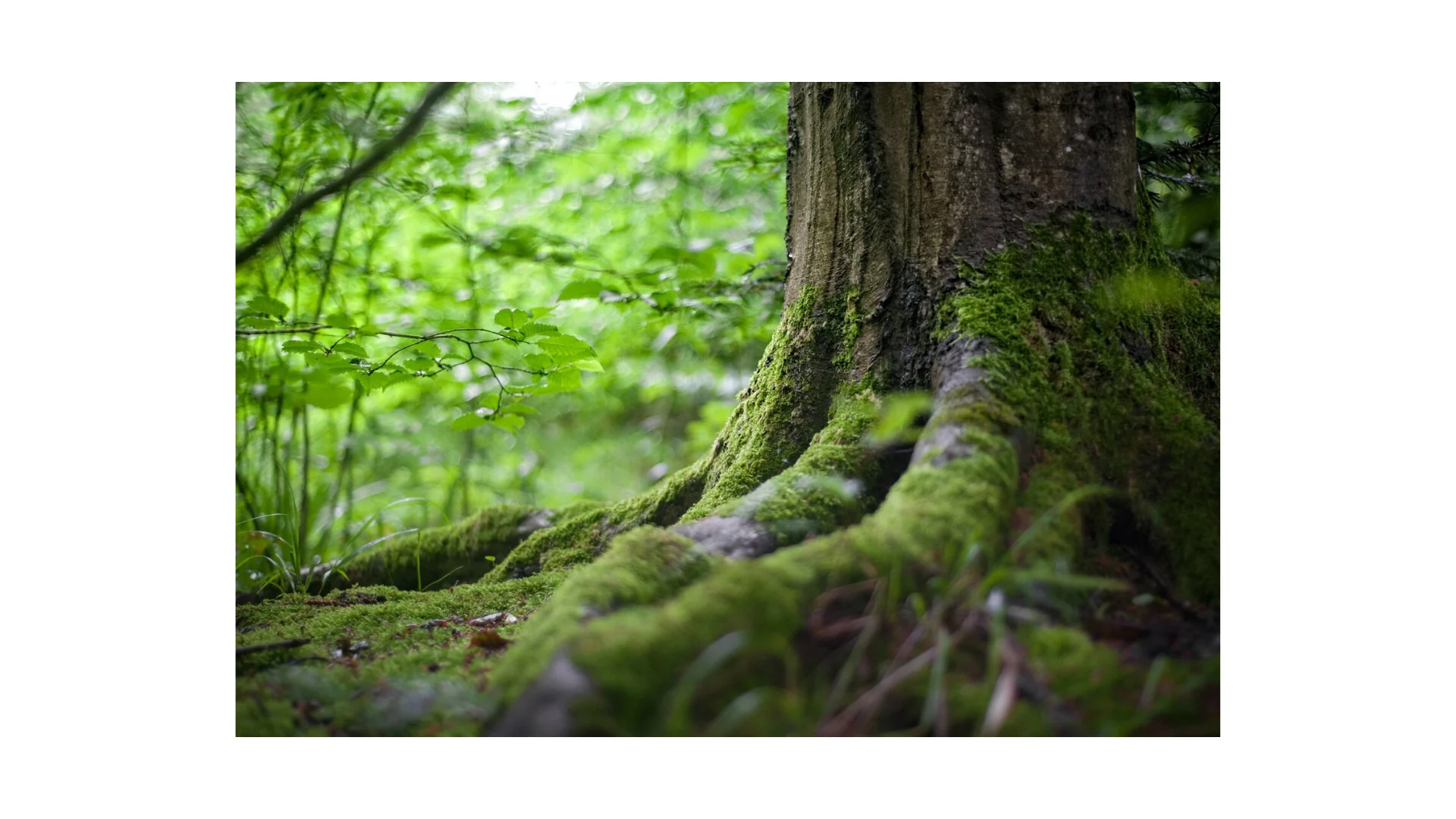 Esperienza di Mindfulness nella Foresta 🌳