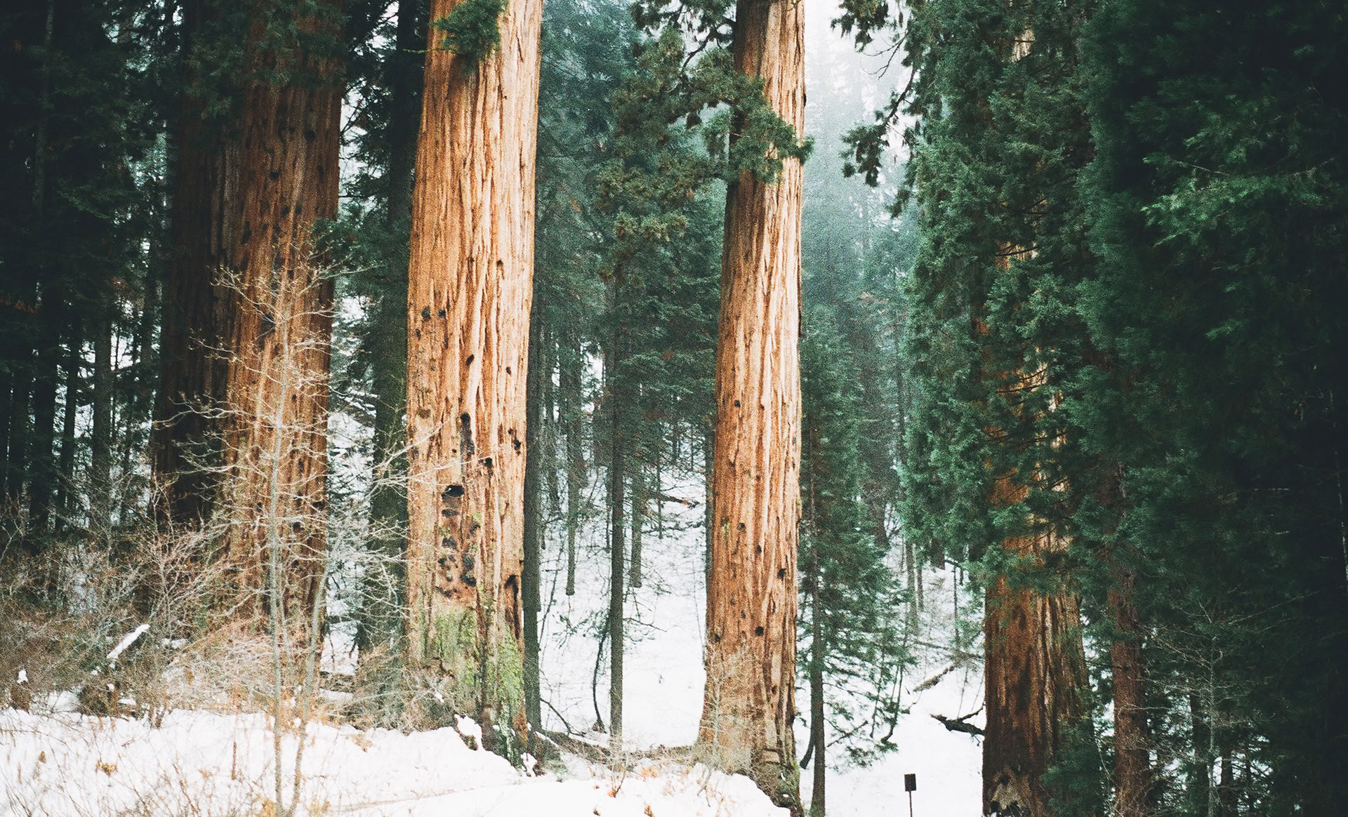 Esperienza di Mindfulness nella Foresta 🌳