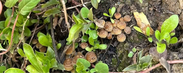 Funghi e Funghi