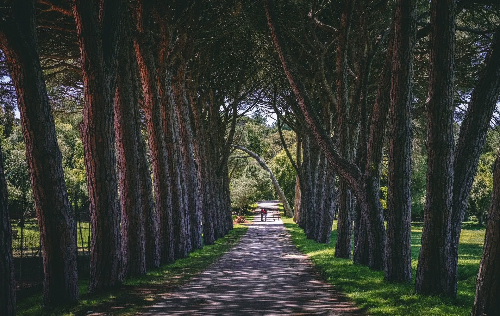22-26 SET RITIRO DI YOGA PARCO NAZIONALE DI BRIJUNI