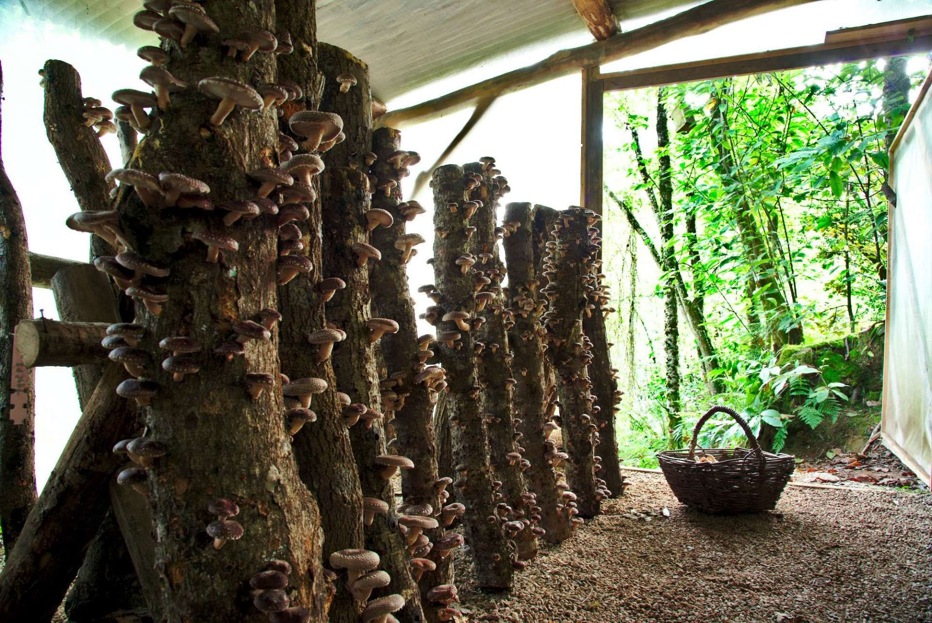 Visita nel bosco alla natura dei funghi il 23 agosto