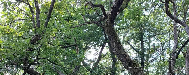 Earth Solo – Vision Quest di 24 ore nel bosco – 11-13 settembre 2026