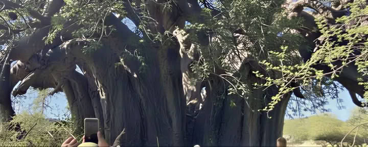 Visita guidata al baobab