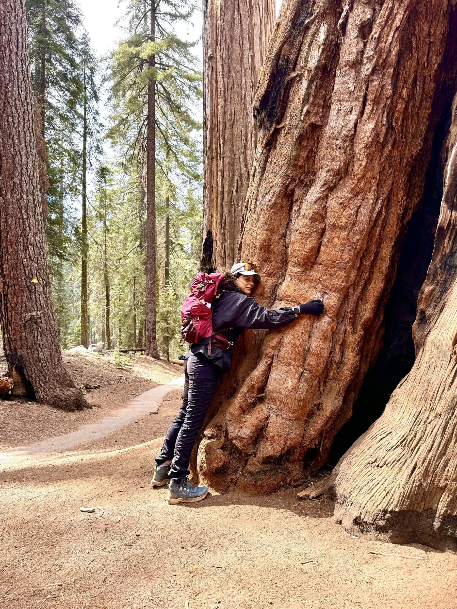 Alla scoperta della magia della sequoia