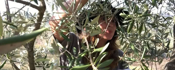 Ritiro della raccolta delle olive in Toscana | Soggiorno in fattoria ed esperienza gastronomica — Maraviglia Farm Stay in Tuscany