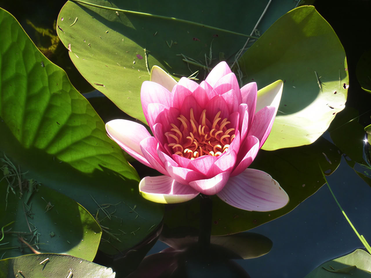 Yoga e Mindfulness