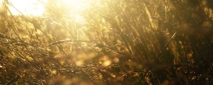 Ritiro di yoga e cibo di mezza estate al sole esplosivo