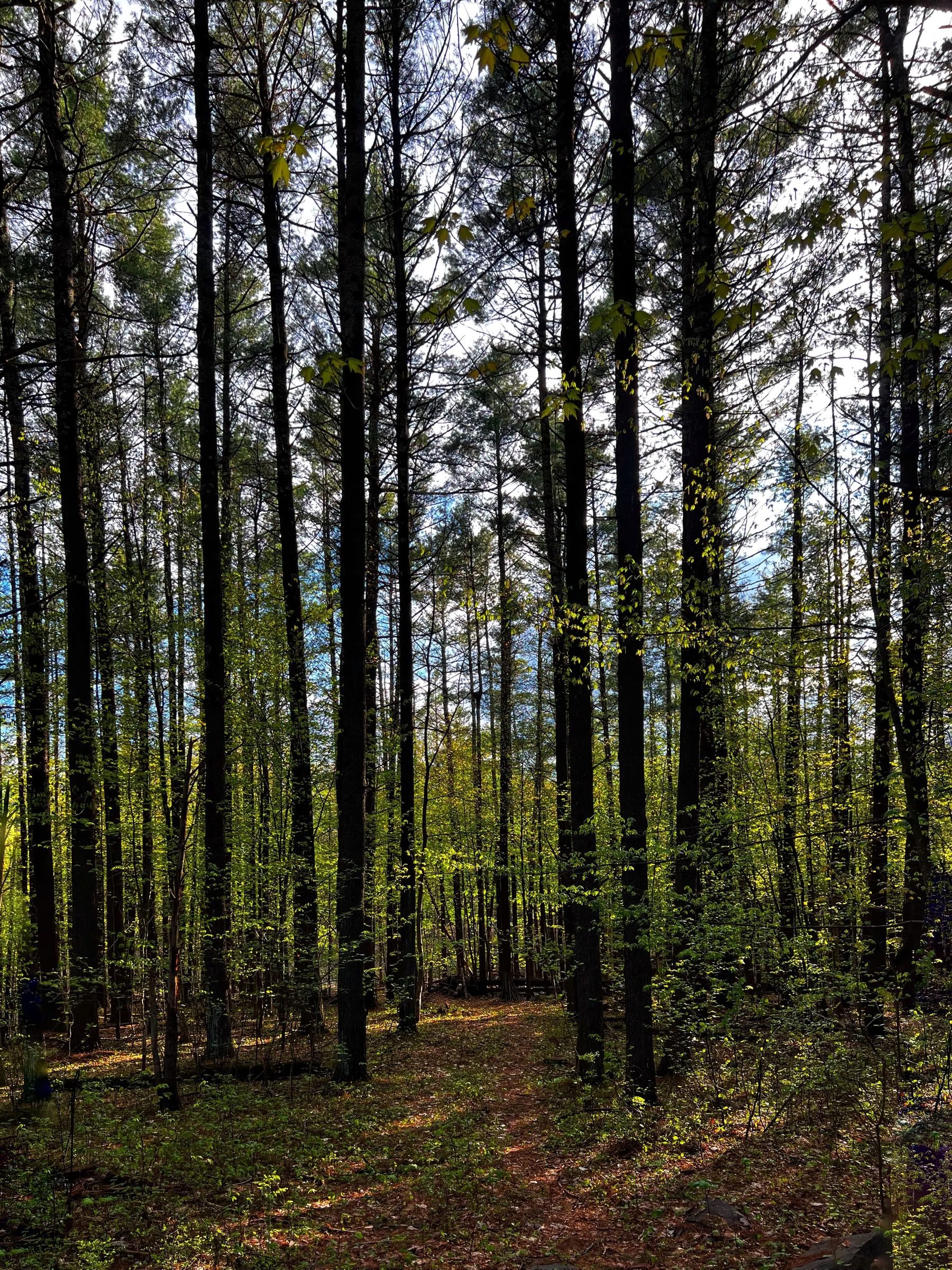 Beatitudine d'Autunno ad Ananda Viplava