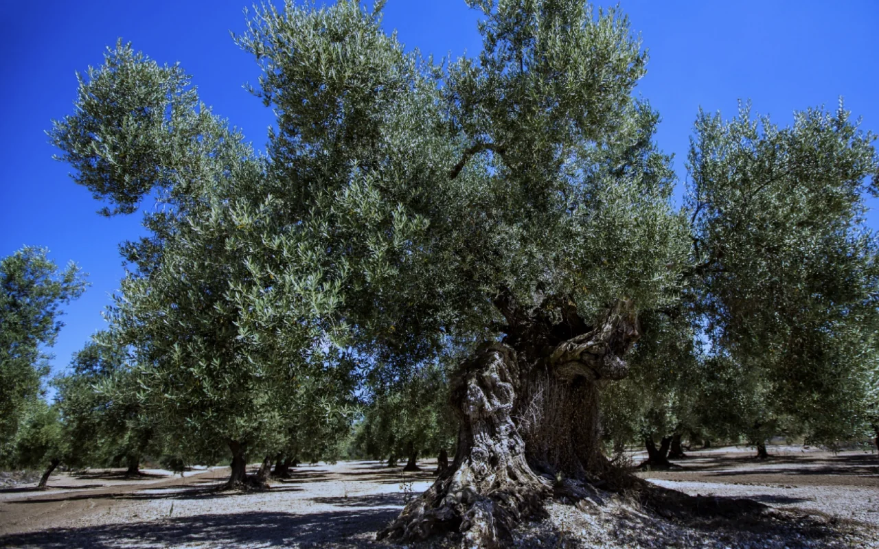 Un raccolto di olive consapevole