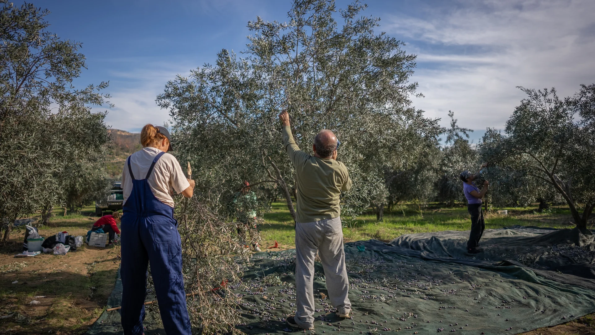 Silenzio del Raccolto – Raccolta Consapevole delle Olive 2027