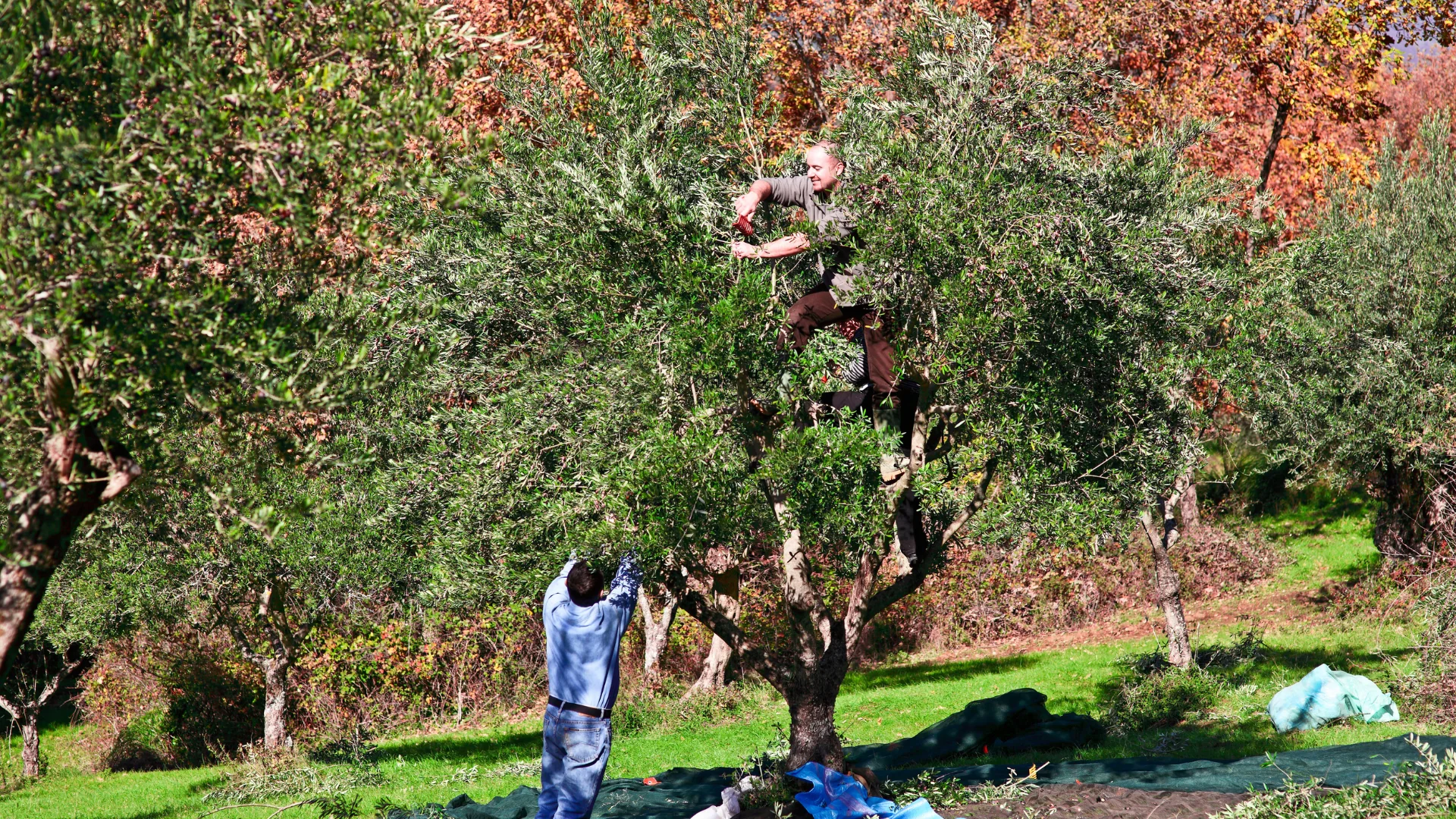 Silenzio del Raccolto – Raccolta Consapevole delle Olive 2027