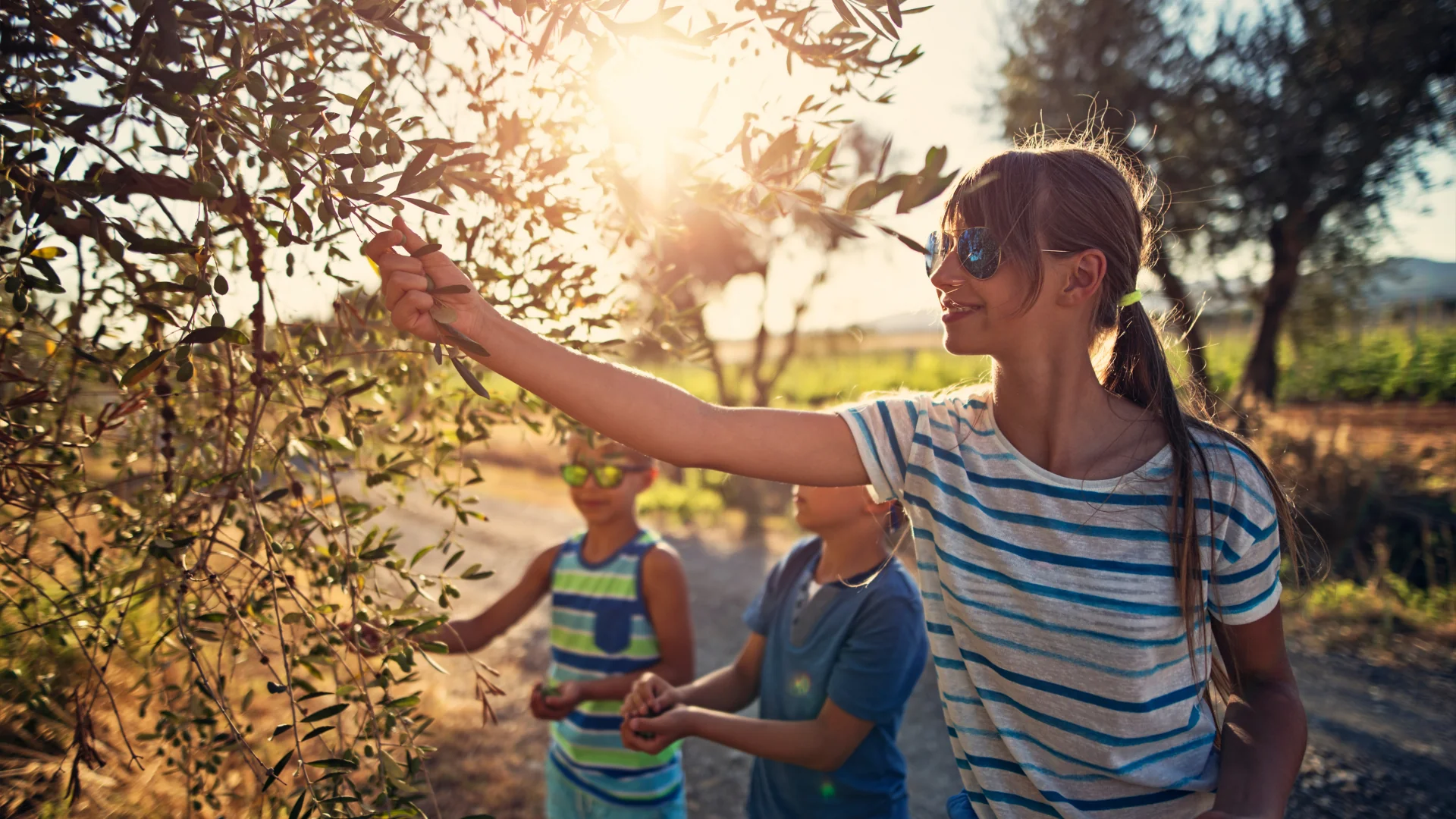 Raccolta delle Olive Felice Autunno 2026