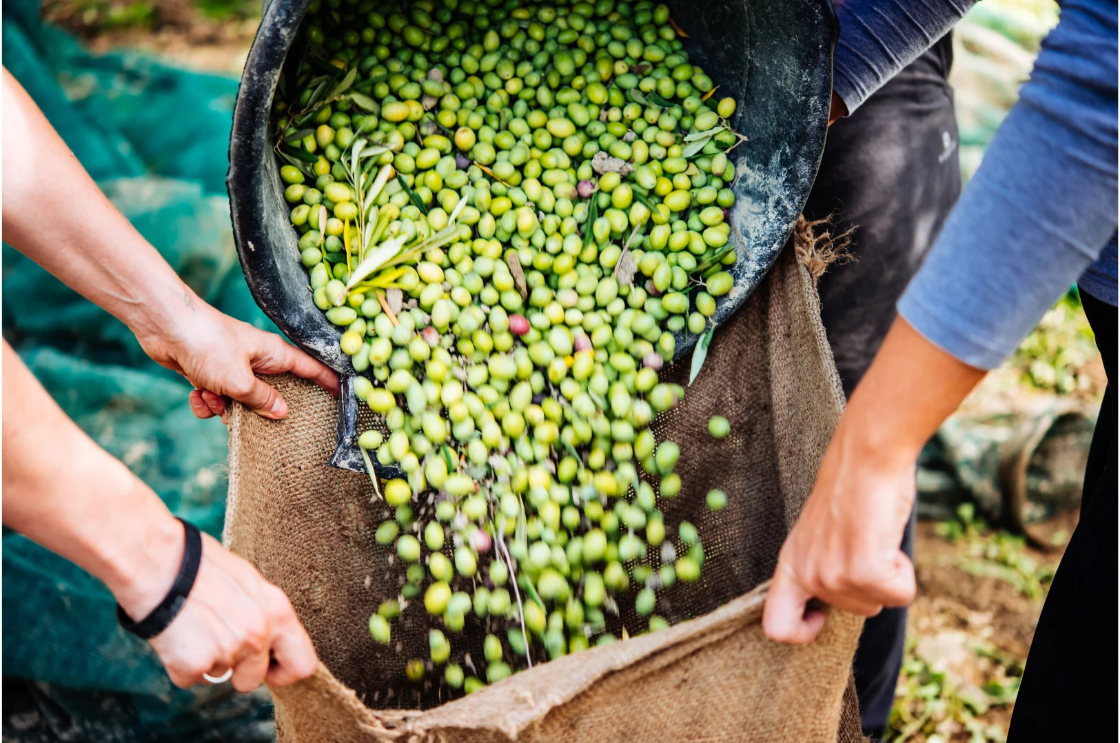 Raccolta gioiosa delle olive