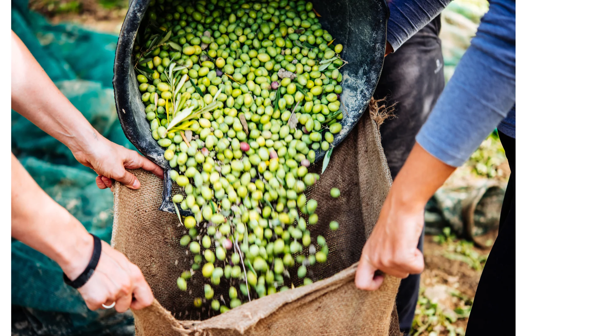 Raccolta gioiosa delle olive