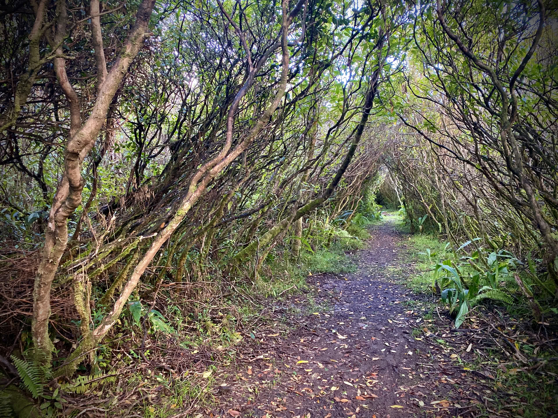 Terapia di massaggio nella foresta pluviale