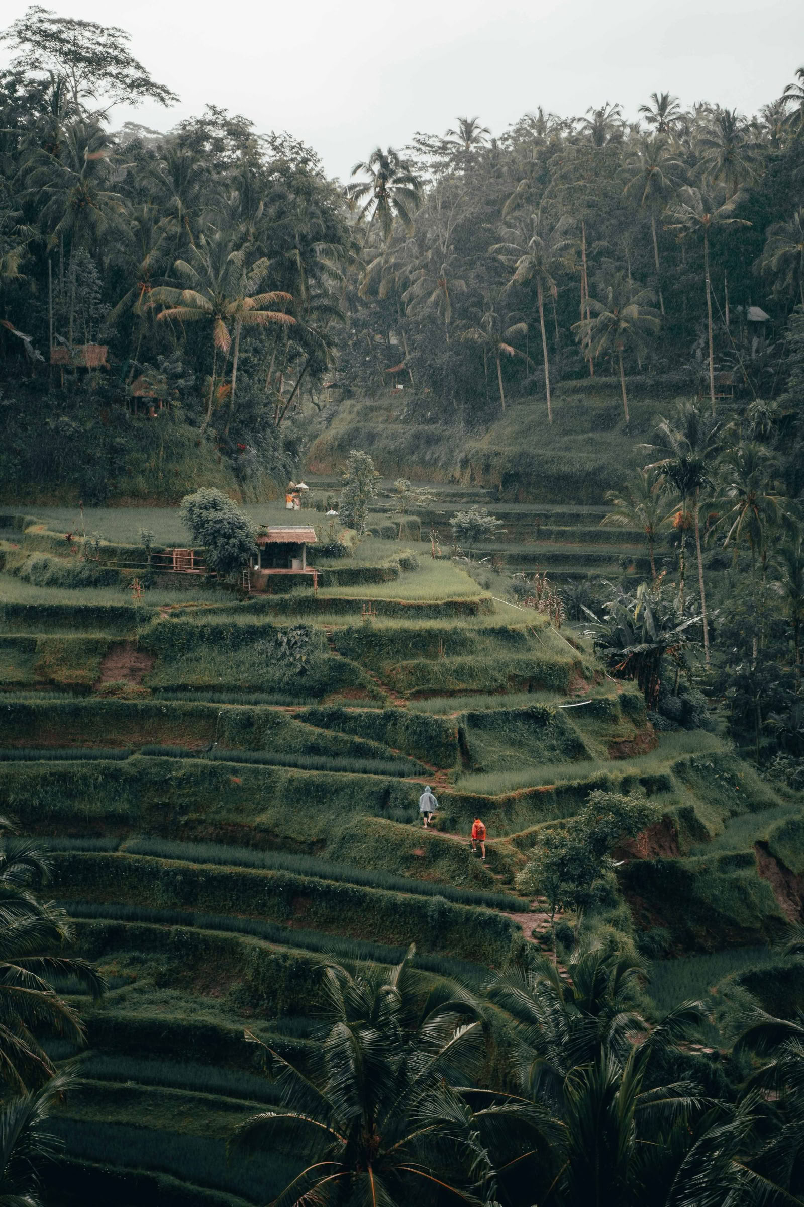 Esplora la campagna di Bali