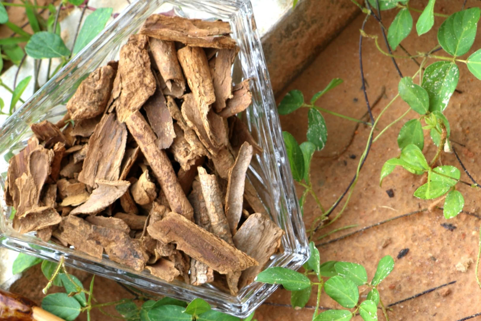 Ritiro Metamorfosi (Iboga)