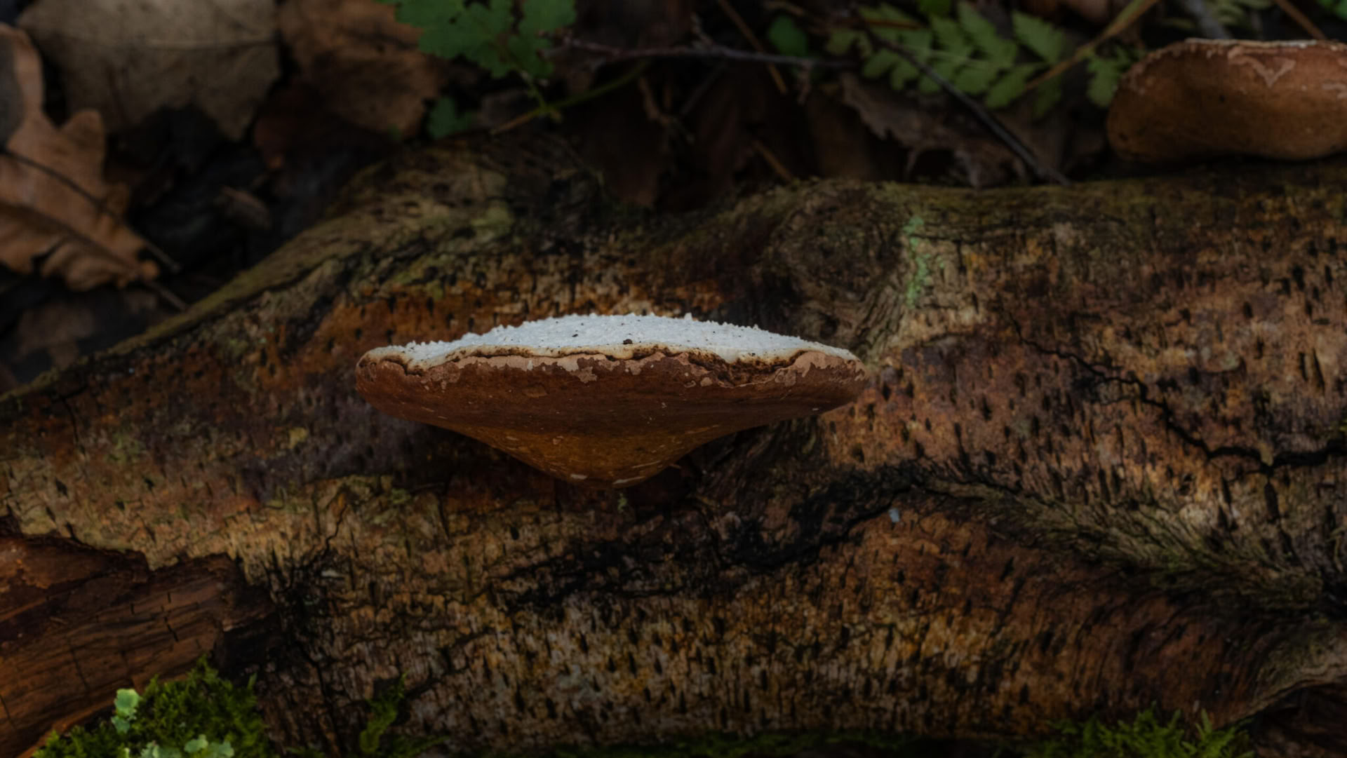 Weekend Selvaggio – Funghi Medicinali