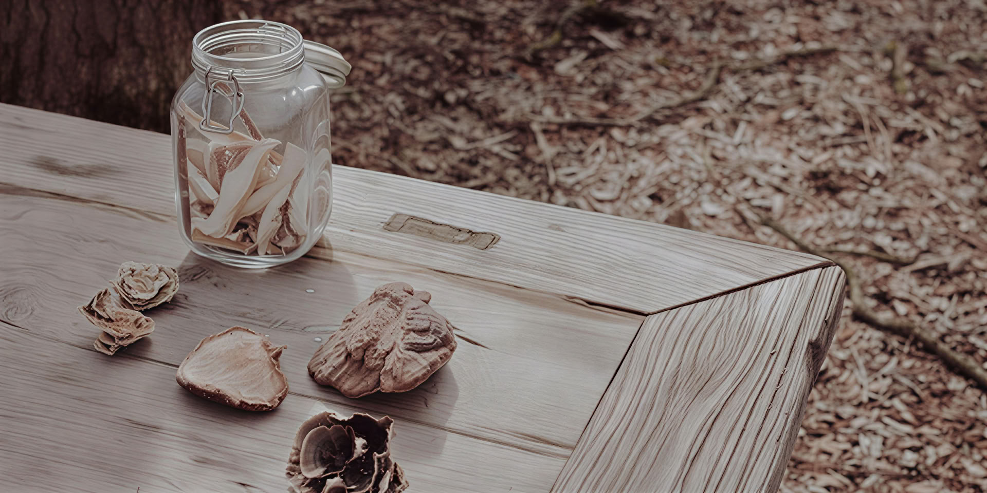 Weekend Selvaggio – Funghi Medicinali