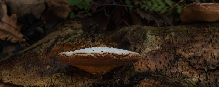 Weekend Selvaggio – Funghi Medicinali