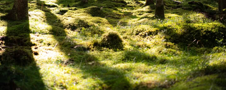 NOR: ritiro di yoga in Svezia