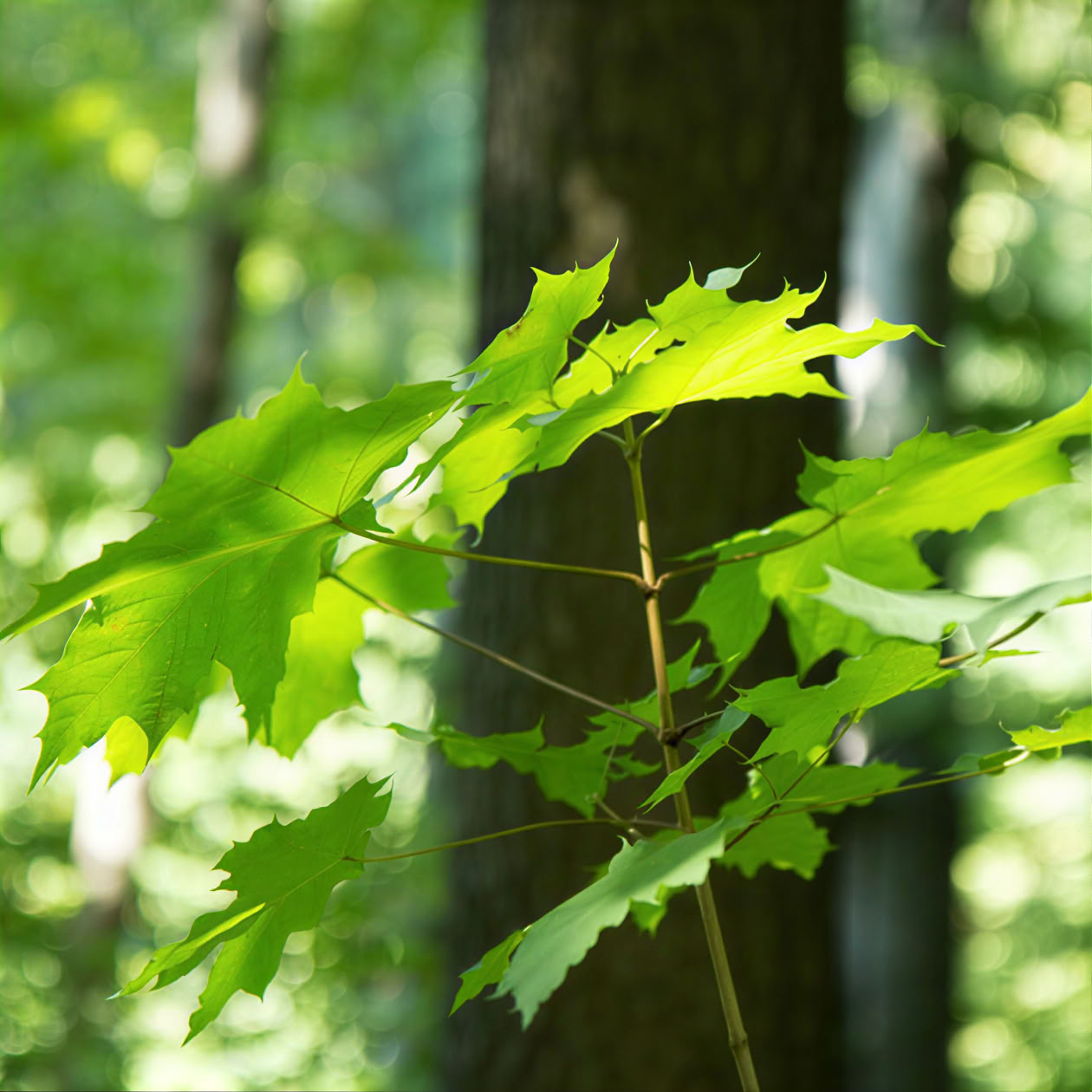 Avventura di Bushcraft