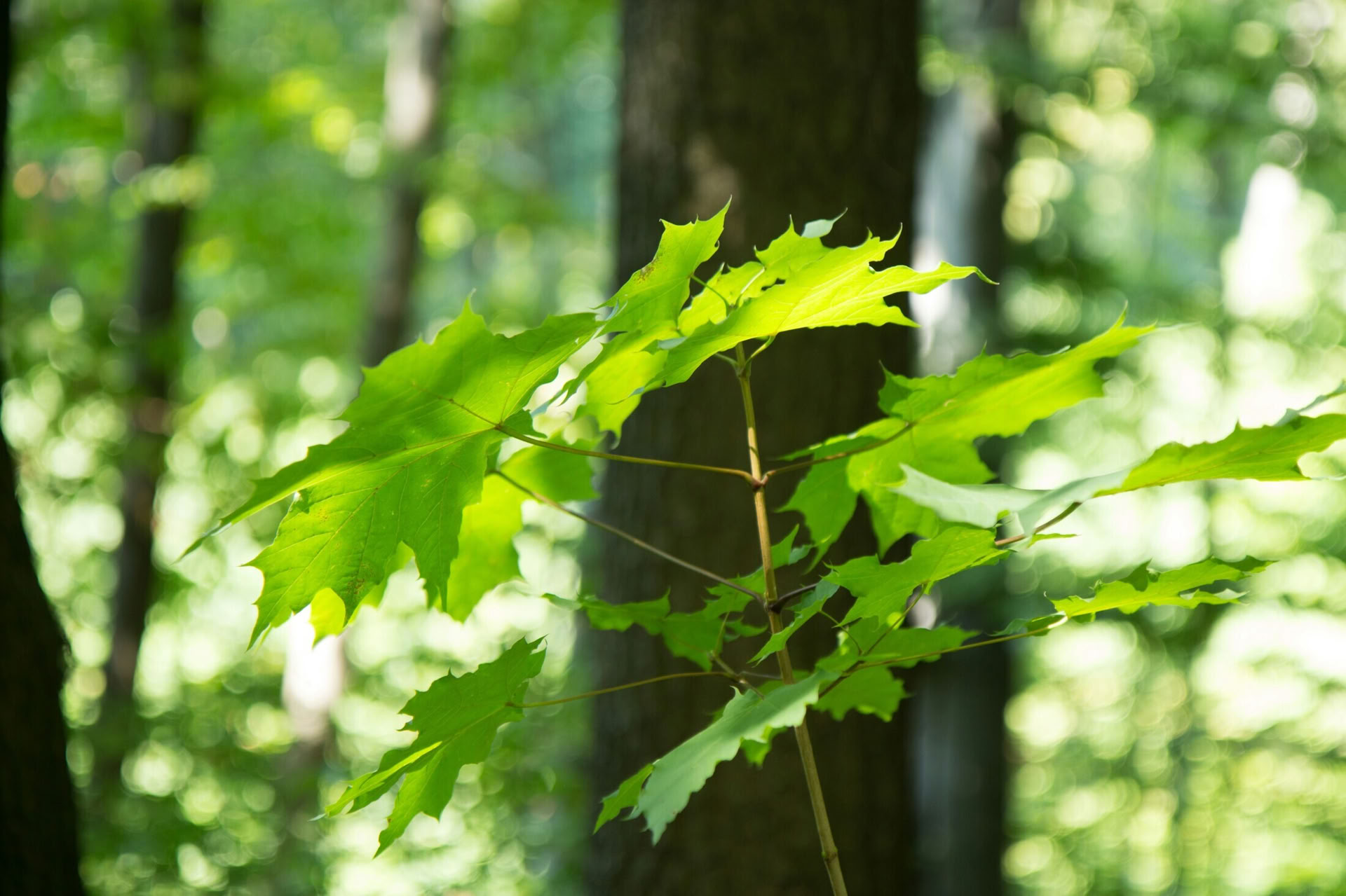 Avventura di Bushcraft
