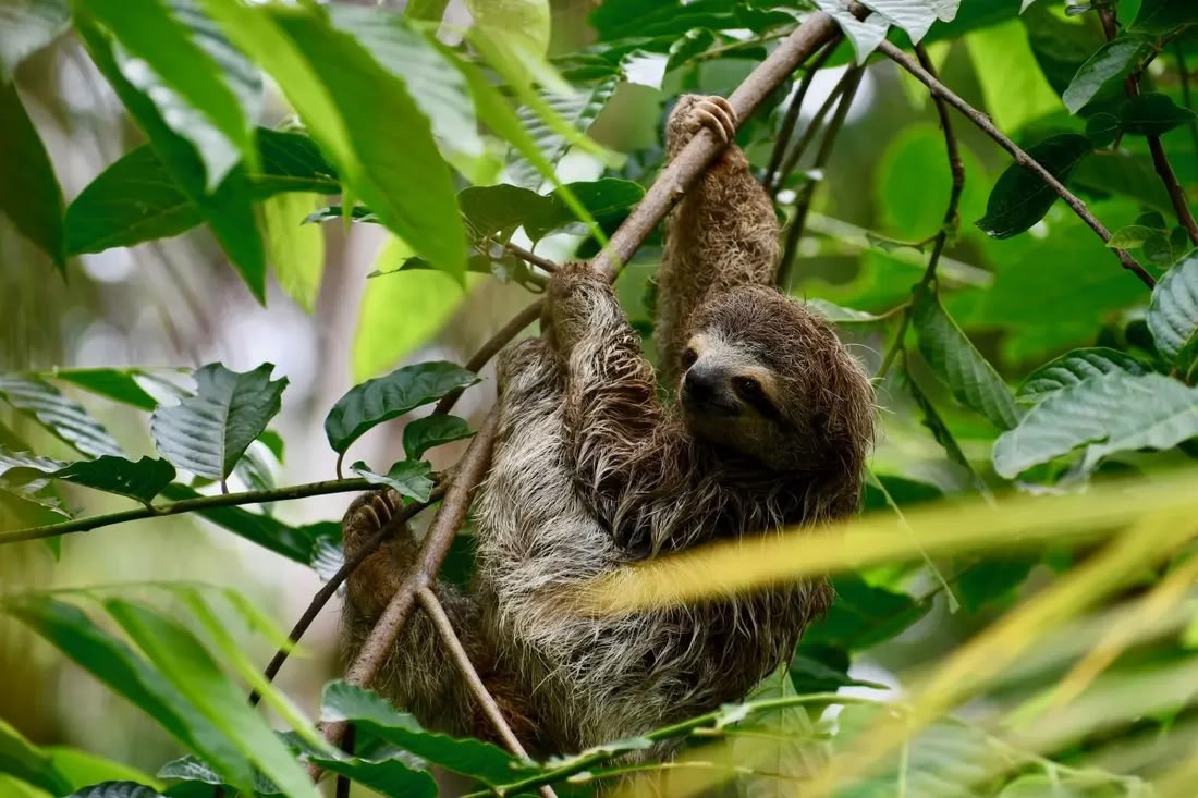 Ritiro Beati dalla Natura Costa Rica