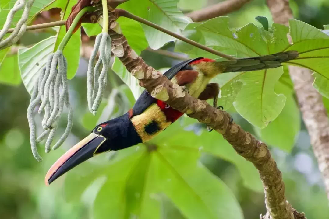 Ritiro Beati dalla Natura Costa Rica