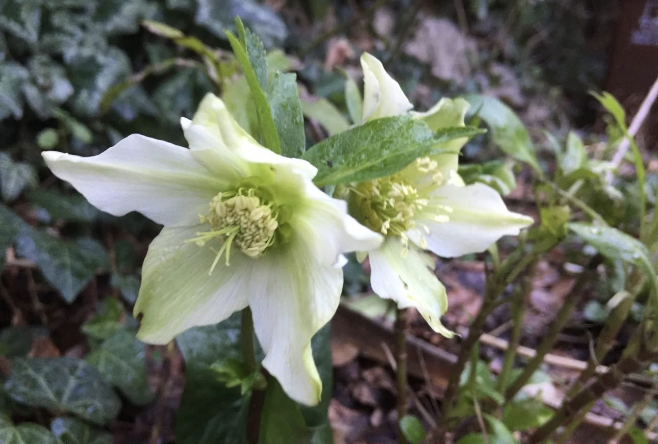 Ritiri, giornate e corsi – Ritiro di quattro notti a Rosemerryn in Cornovaglia