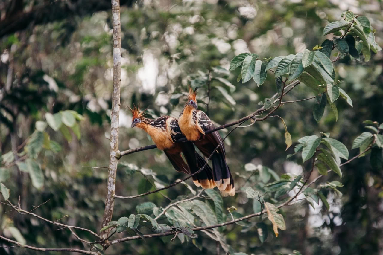 Ritiro di 10 giorni nell’Amazzonia
