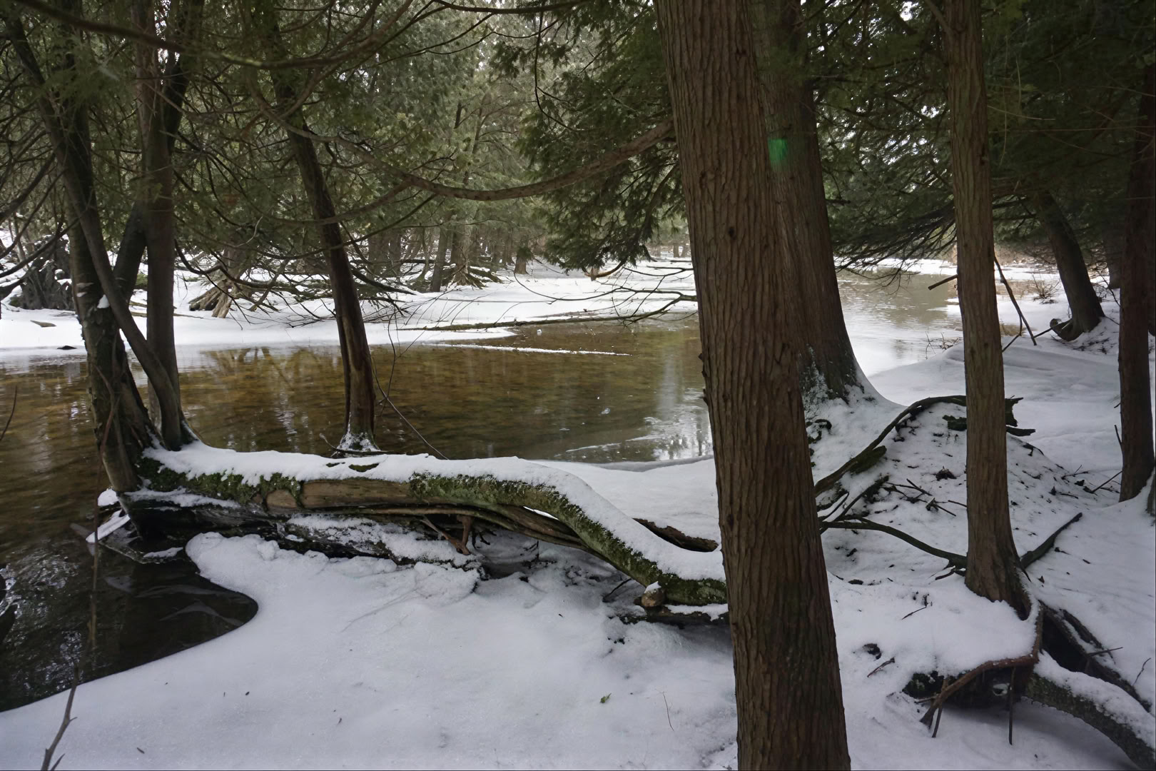 Bagno nella foresta