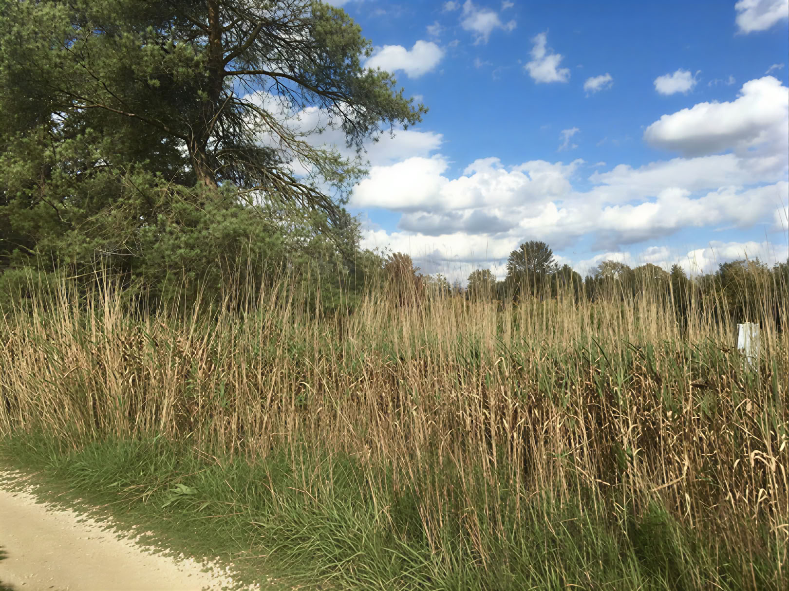 Bagno nella foresta
